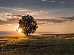 Fruehling_1
